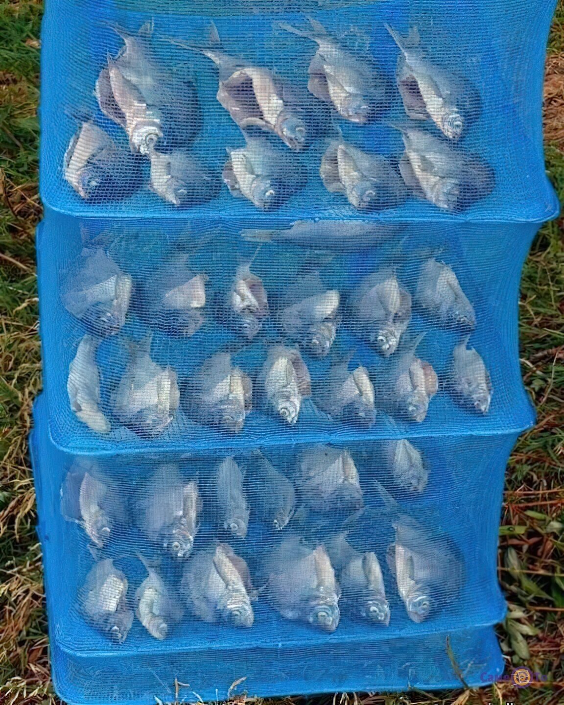 Сушилка для рыбы, фруктов, грибов East Shark 50х50х65 см