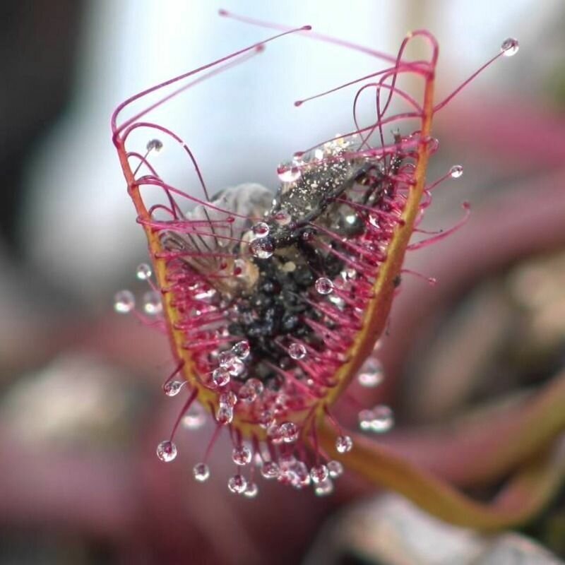 Семена Мухоловка Росянка Бината 10+ шт (Drosera Binata) рогатое хищное растение поедающее мух
