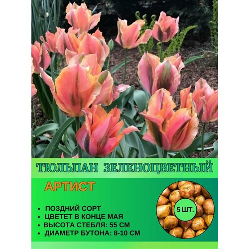 Тюльпан зеленоцветный, луковицы 5 штук
