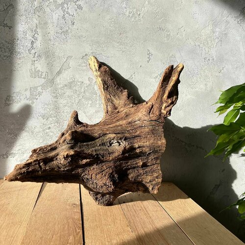 Сухой корень дуба для декора 34х41х32 см . Коряга для террариумов. Рутарий.