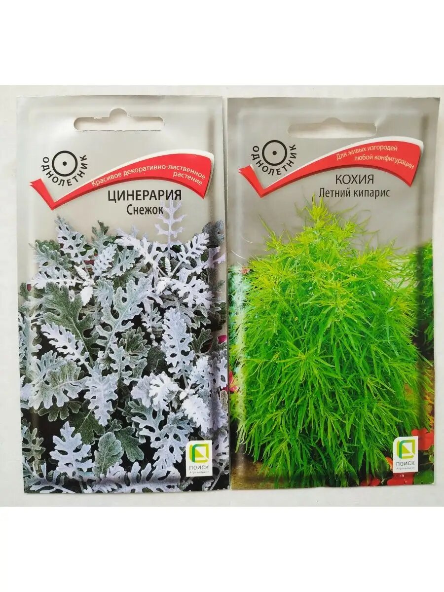 Цинерария Снежок (01 г) Кохия Летний кипарис