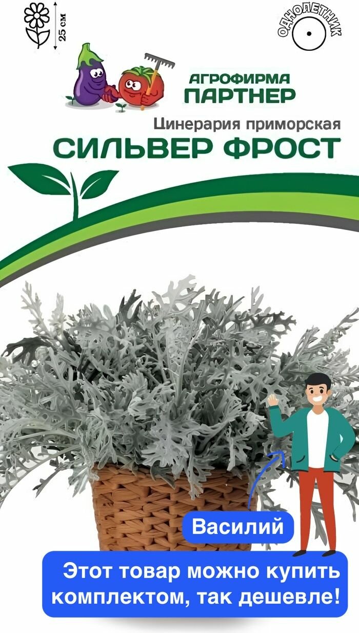 Цветы Цинерария Приморская Сильвер Фрост