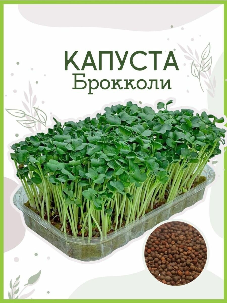 Набор для выращивания Микрозелени, 12 урожаев. - фотография № 4