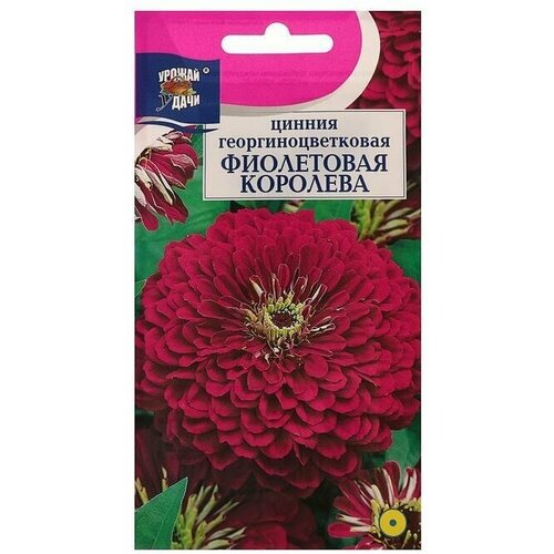 Семена цветов Цв Цинния георгин Фиолетовая королева,0,3 гр 5 упаковок