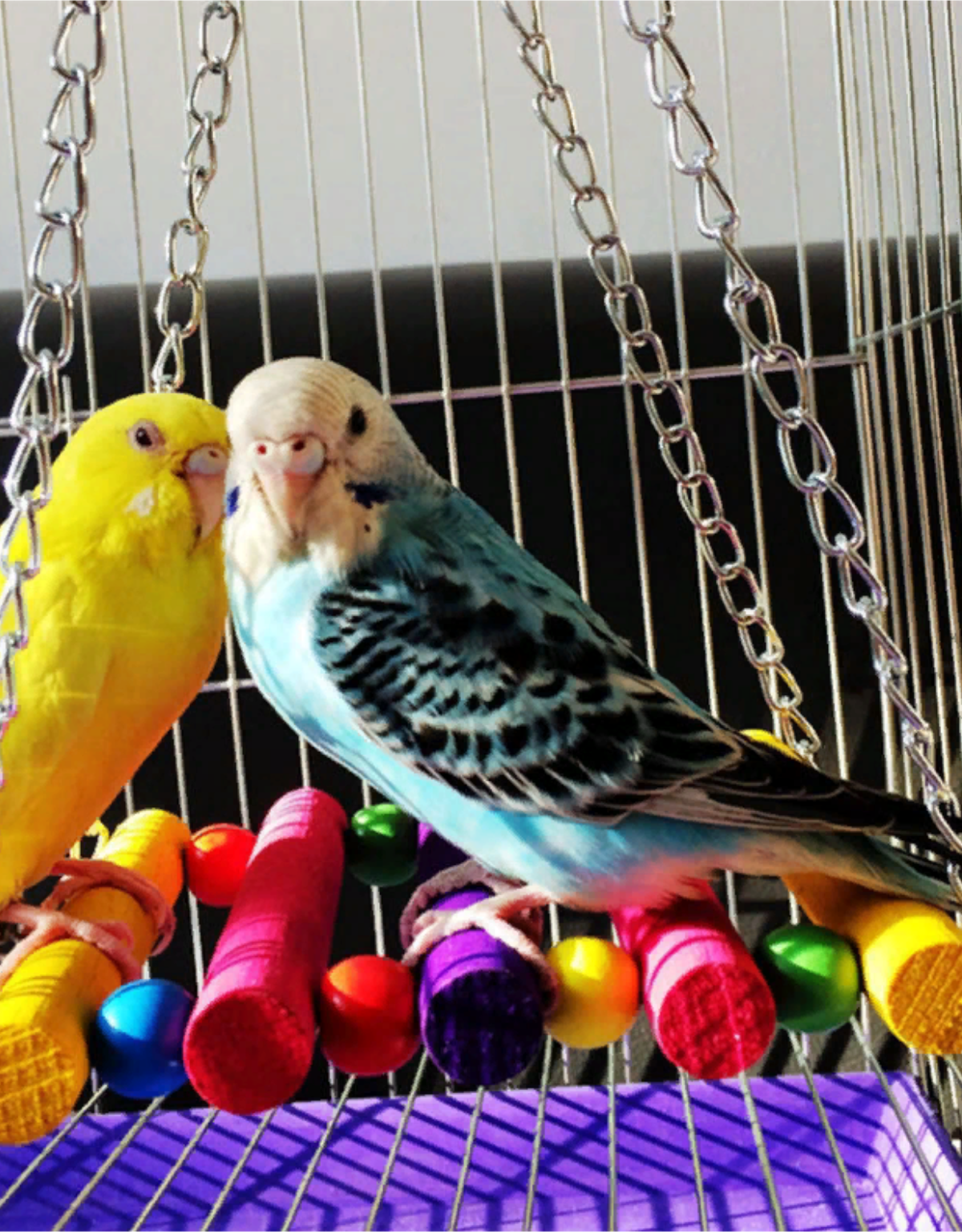 Красочные игрушки для попугаев в клетку - фотография № 2