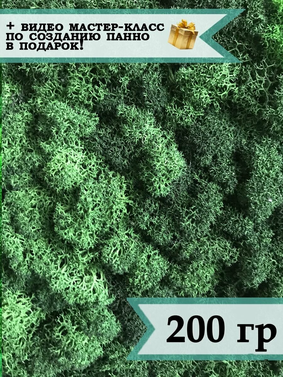 Стабилизированный мох ягель 200 гр темно-зеленый живой лесной мох для декора, озеленения и дизайна, лишайник сухоцветы для поделок из природных материалов декорирования поделок сделай сам, не искусственный