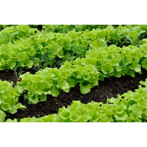 Семена Салат 