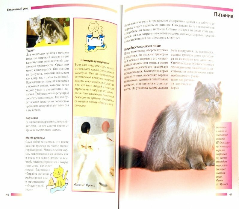 Персидская кошка. Содержание и уход - фото №3