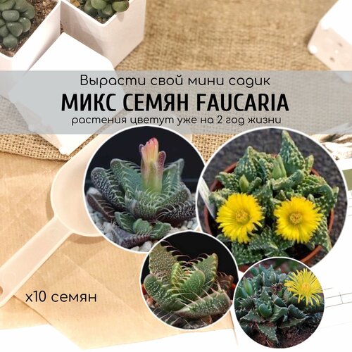 Микс семен Фаукарии Faucaria / Редкие суккуленты Серия живые камни