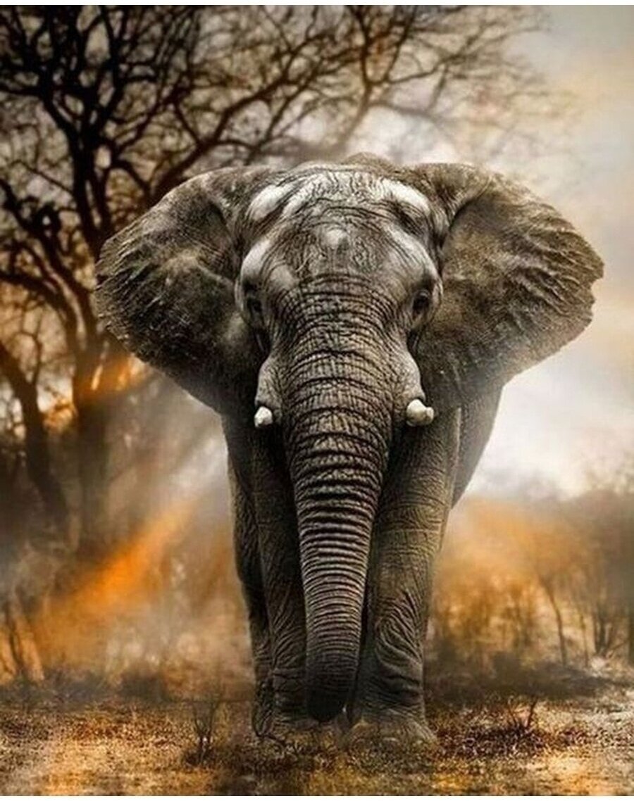 Алмазная мозаика на подрамнике 40х50 Слон в Африке Животные