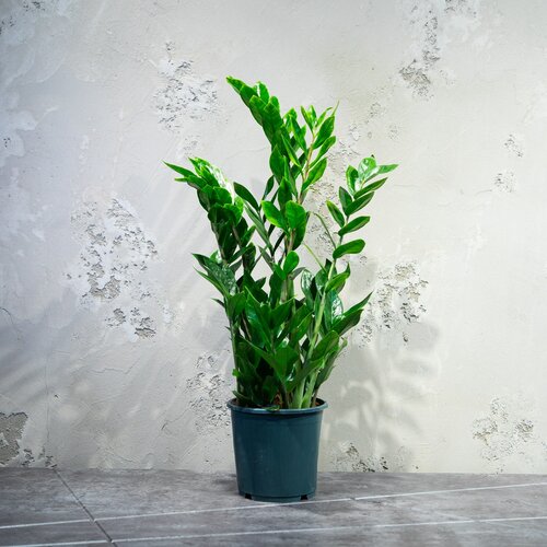 Растение - Замиокулькас, 55 см