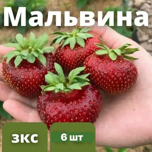 Клубника сорт Мальвина Крупноплодный гибрид 6 штук саженцев в кассетах