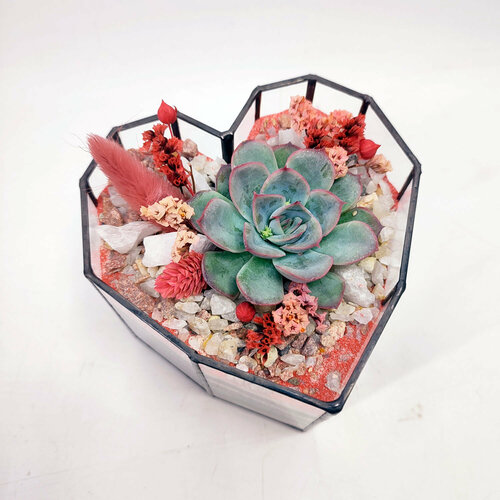 Флорариум с суккулентами 