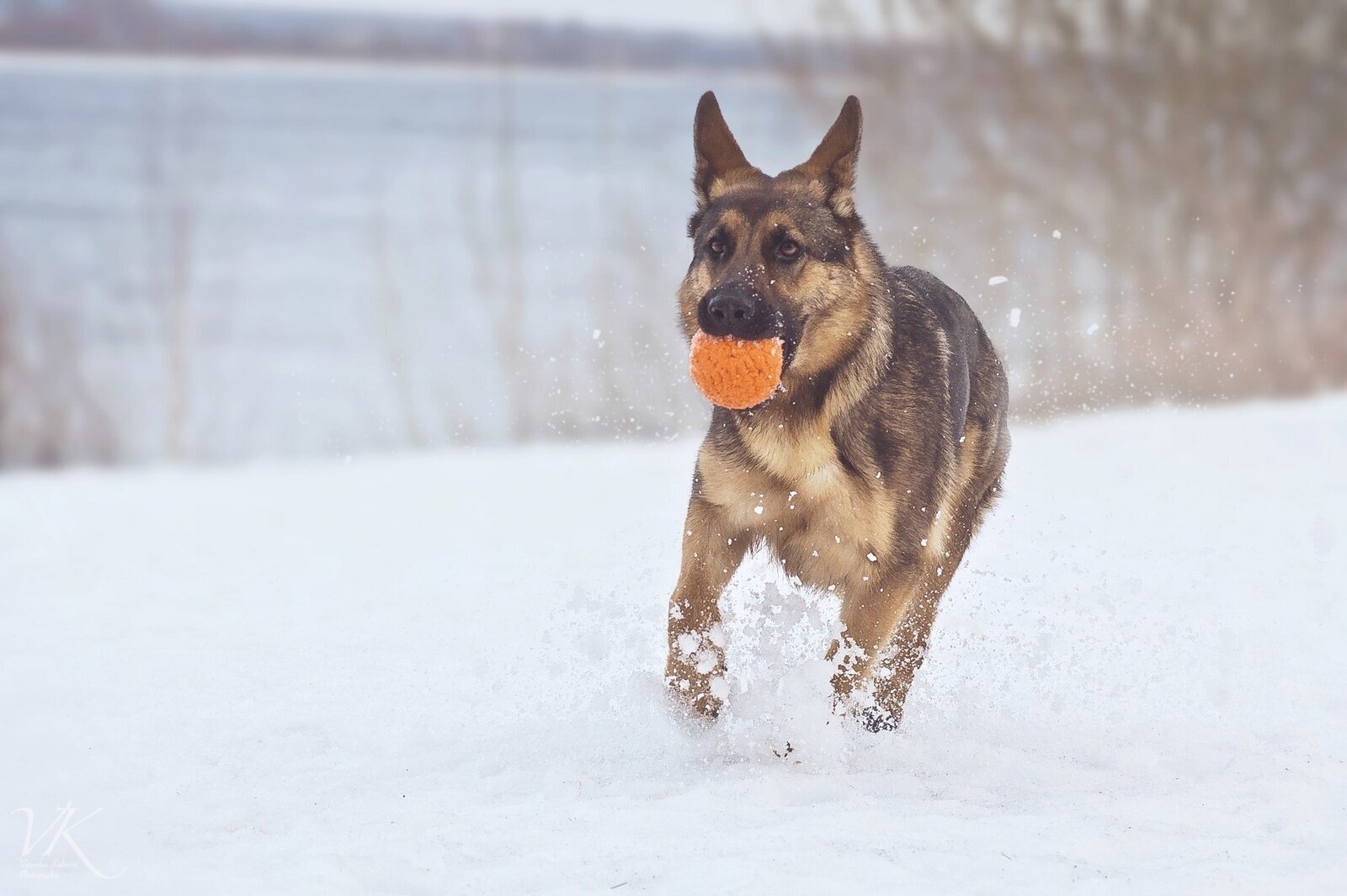 Мяч Каскад средний Doglike, цвет: оранжевый - фото №7