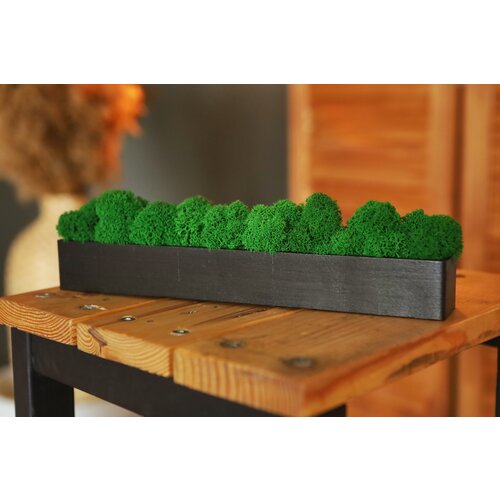 Кашпо со мхом Studia Miras