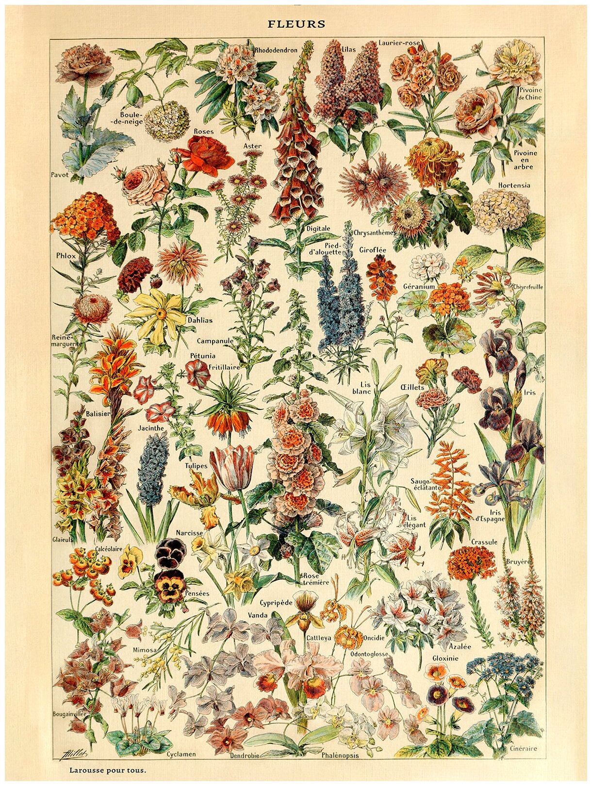 Постер / Плакат / Картина Виды цветов и растений 50х70 см в подарочном тубусе