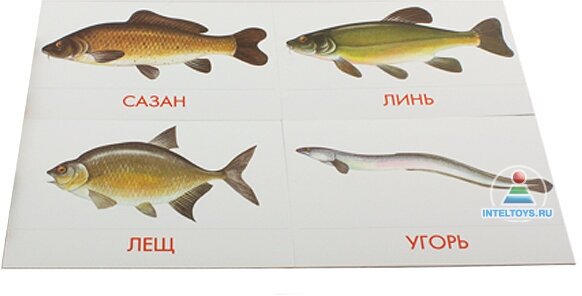 Дидактические карточки "Речные рыбы" - фото №10