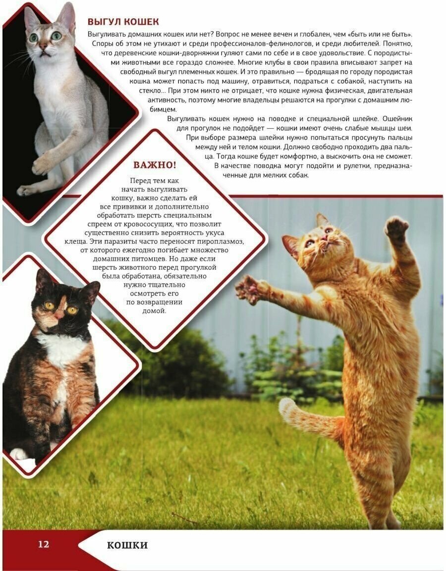 Большая энциклопедия о кошках и собаках - фото №10