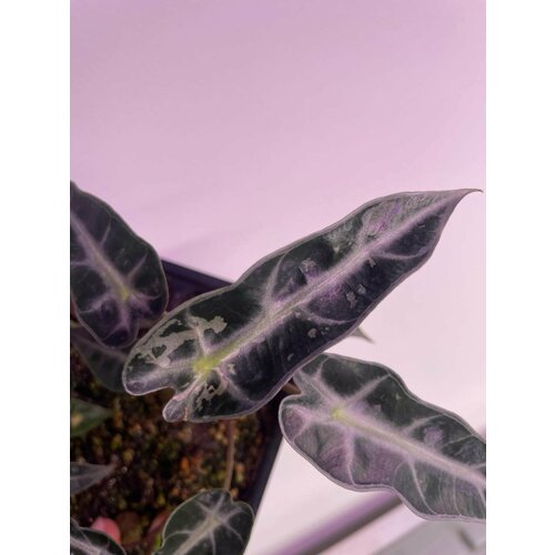 Алоказия Бамбино (Alocasia Bambino) - Детка