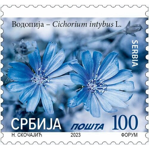 Почтовые марки Сербия 2023г. Цикорий (Cichorium intybus L) Цветы, Флора MNH