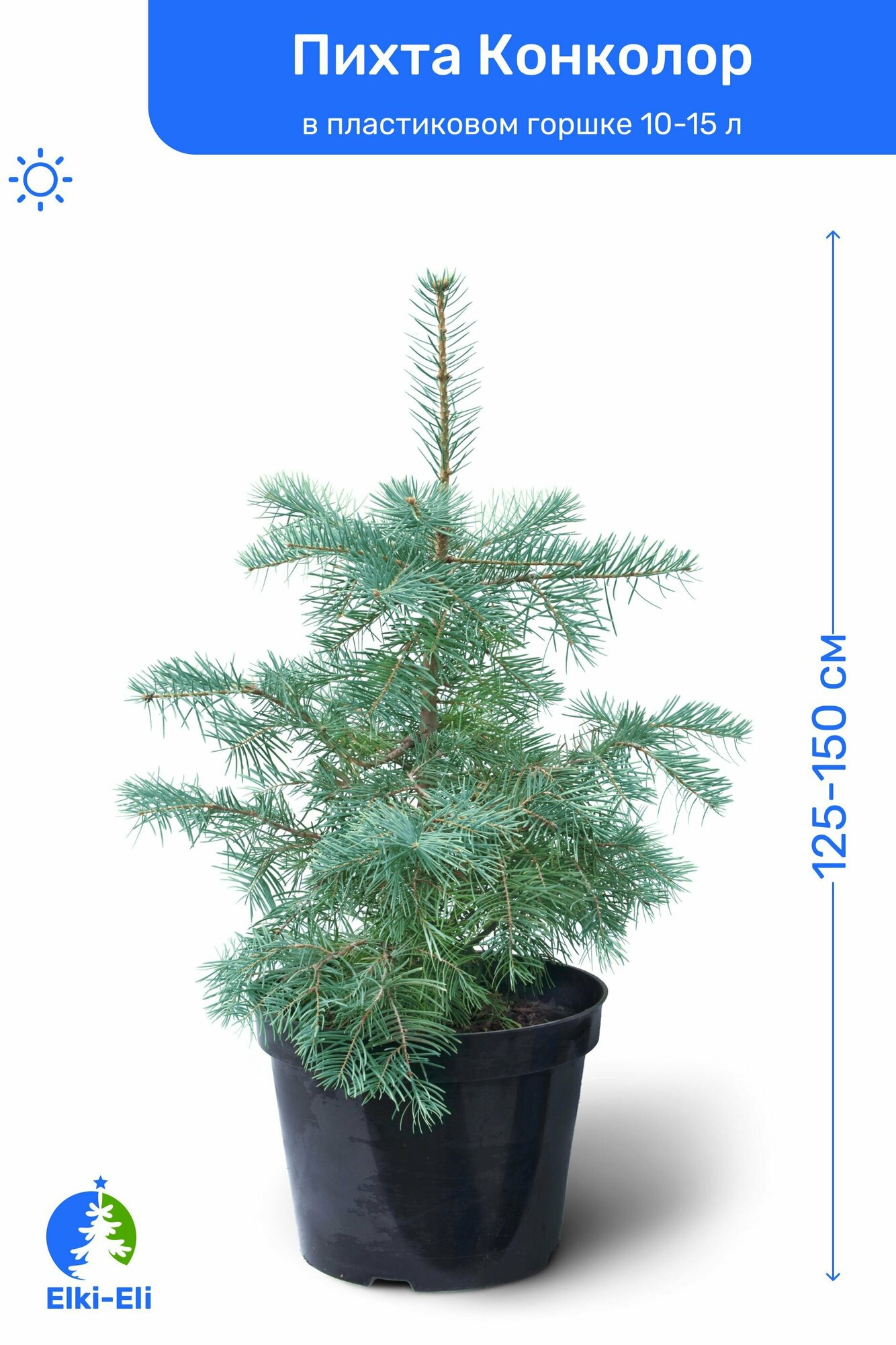 Пихта Конколор (Одноцветная) 125-150 см в пластиковом горшке 20-30 л, саженец, хвойное живое растение