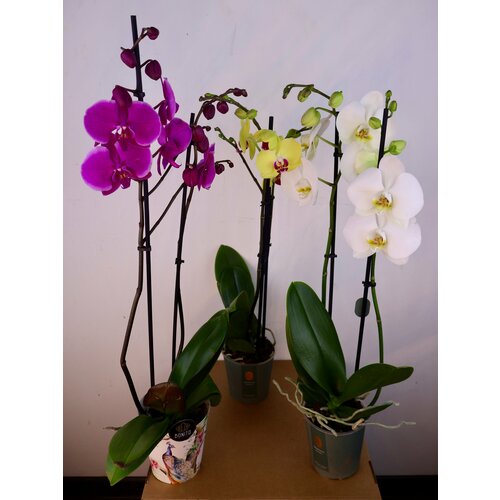 Орхидейное трио 