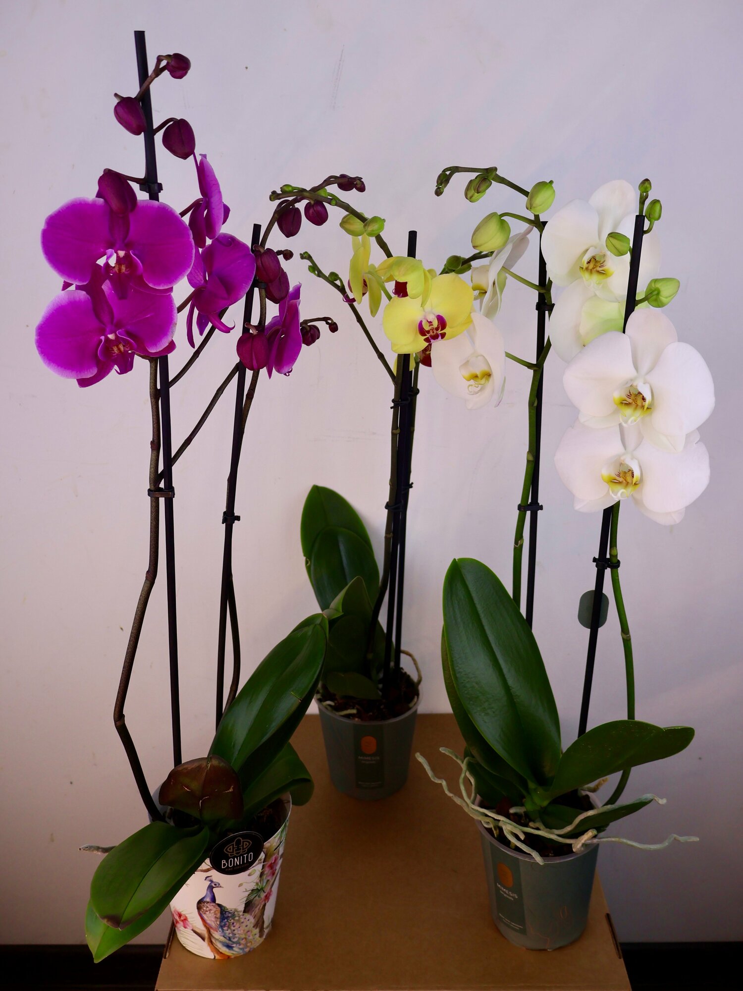 Орхидейное трио 