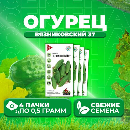 Огурец Вязниковский 37, 0,5г, Удачные семена (4 уп)