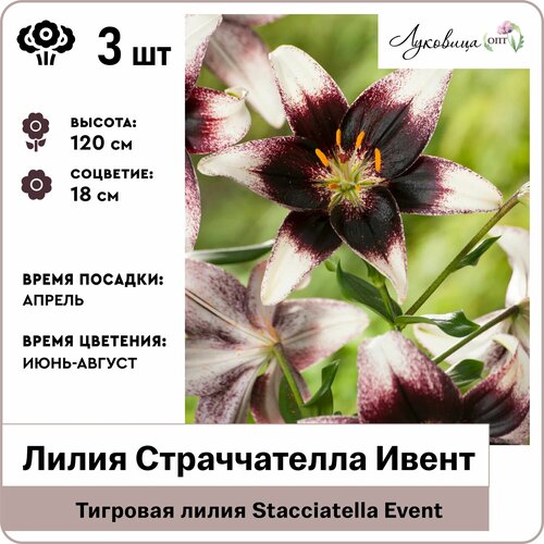 Лилия тигровая Страччателла Ивент (Stacciatella Event) 12/14, луковицы 3шт, Голландия лилия тигровая тайгер бейбис tiger babies луковицы 2 шт 12 14