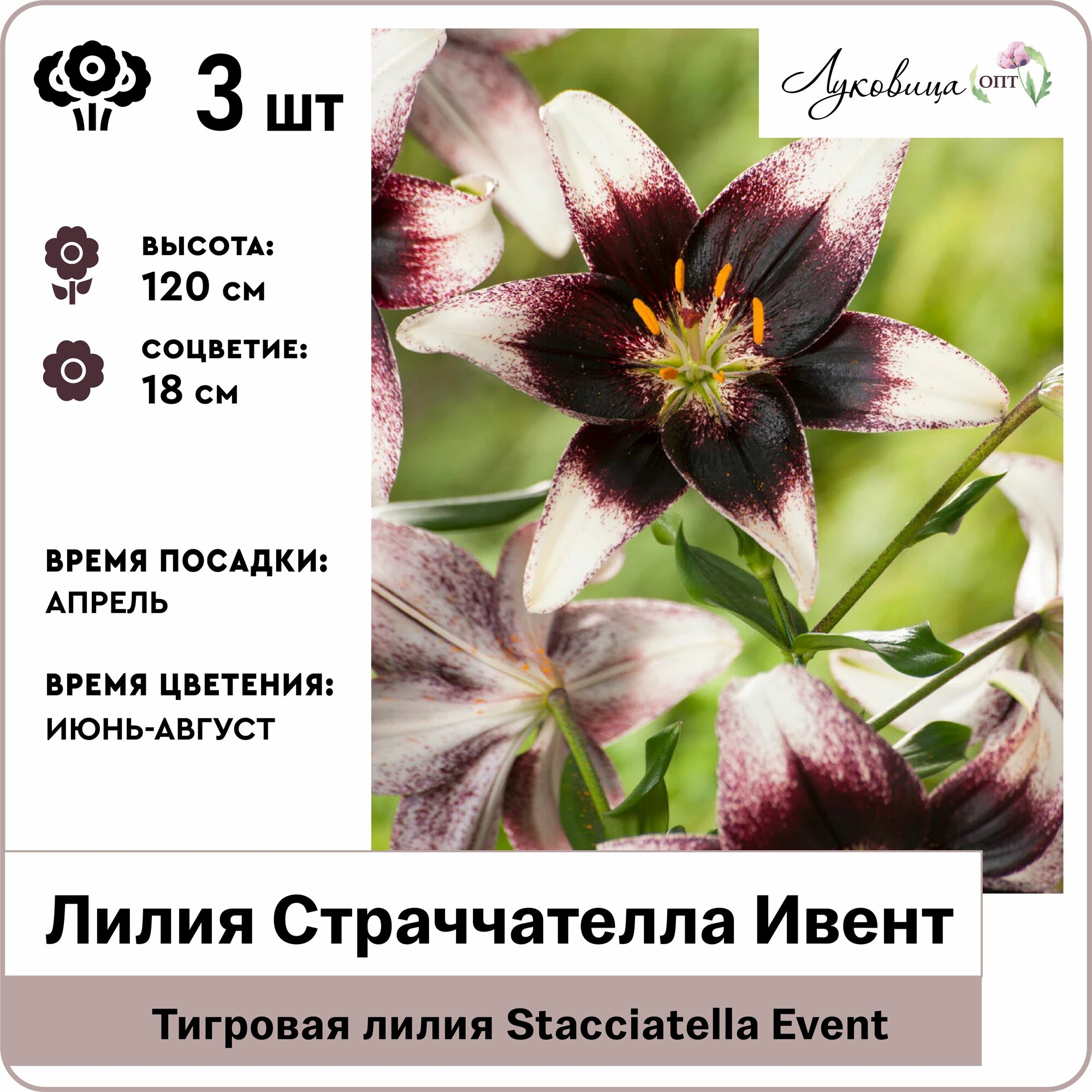 Лилия тигровая Страччателла Ивент (Stacciatella Event) 12/14 луковицы 3шт Голландия