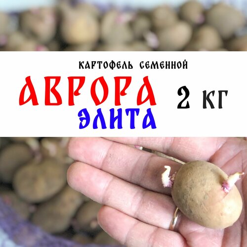 Семенной картофель сорта Аврора Элита 2кг, клубни картофель семенной седек ажур 2кг