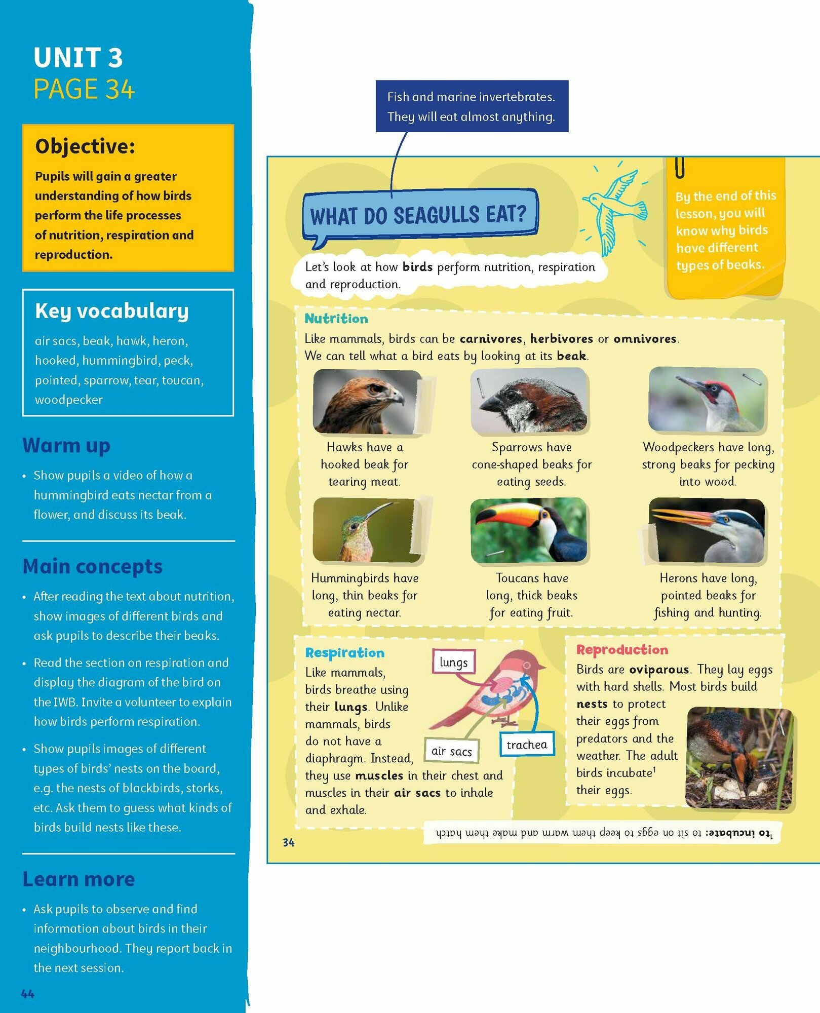 Science Skills. Level 4. Teacher's Book with Downloadable Audio - фото №6
