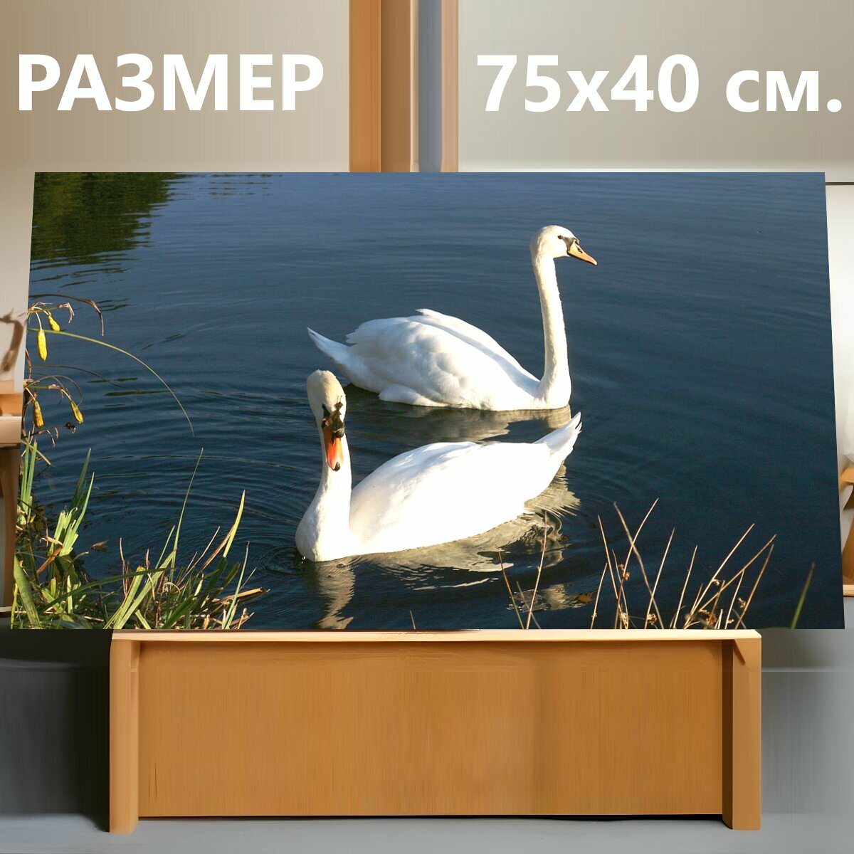 Картина на холсте "Лебеди, пруд, белый" на подрамнике 75х40 см. для интерьера