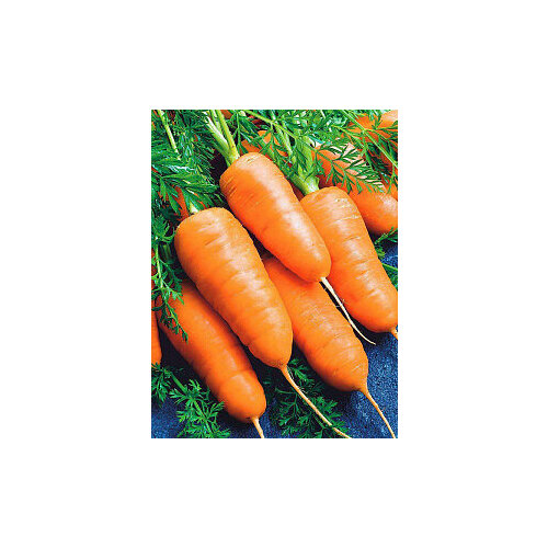 Морковь Аэлита Шантенэ 2461 2г (Б/П)