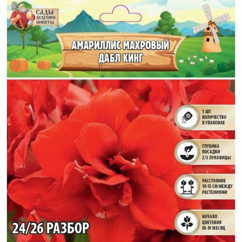 Амариллис Махровый 