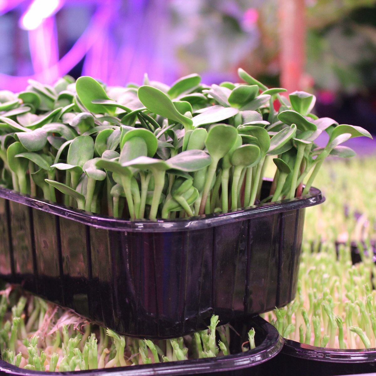 Подсолнечник в скорлупе семена микрозелени Ильинские проростки 400г