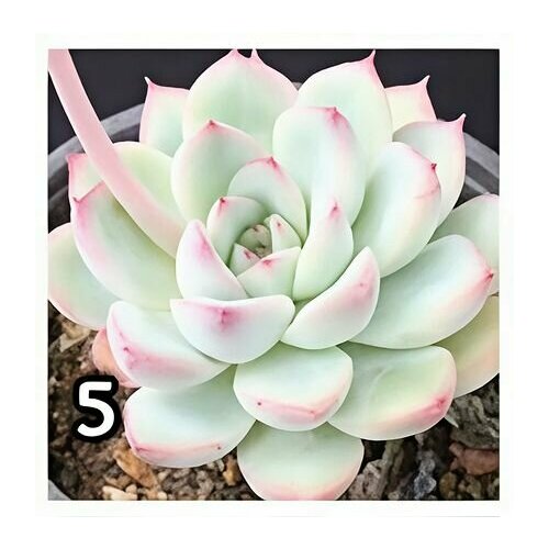 голубой, светлый, розовый