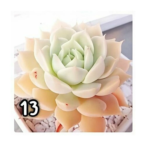 желтый, оранжевый, комбинированный, зеленый