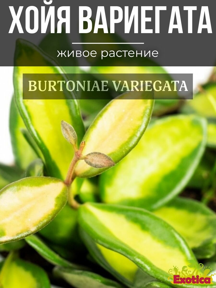 Хойя Буртони Вариегата (Hoya Burtoniae Variegata) D6см живой цветок