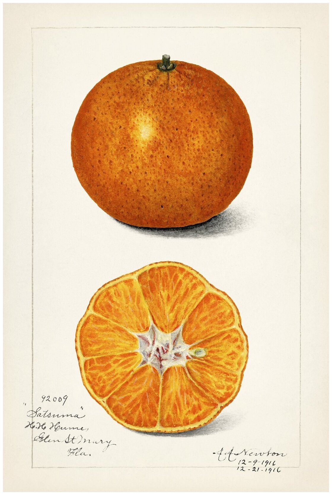 Постер / Плакат / Картина Апельсин в разрезе - старинная иллюстрация