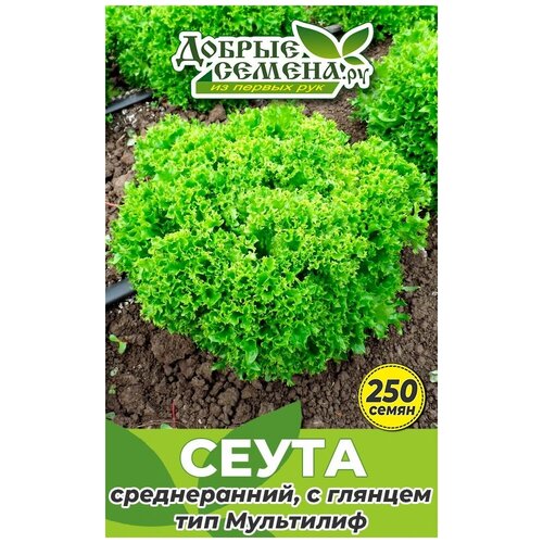 Семена салата Сеута - 250 шт - Добрые Семена. ру салат греческий уп 300 400 г