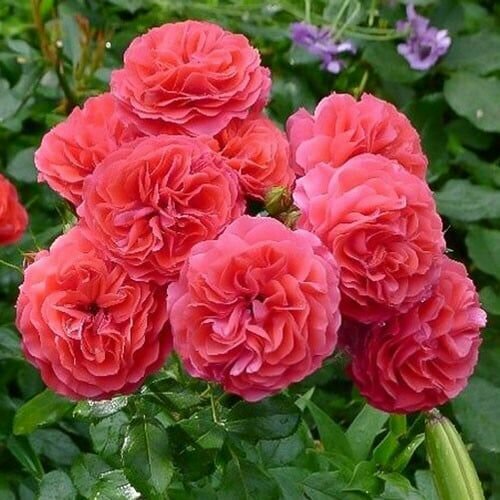 Роза флорибунда Черри Герл саженец розы 2 шт 1399₽