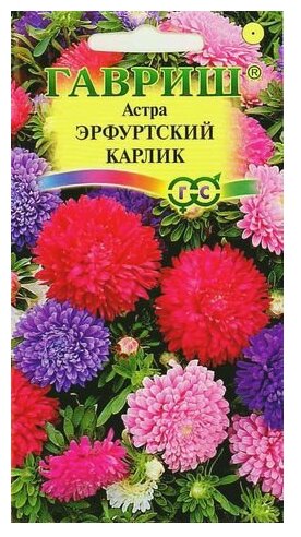 Семена Астра Эрфуртский карлик 10уп по 0,3г (Гавриш)