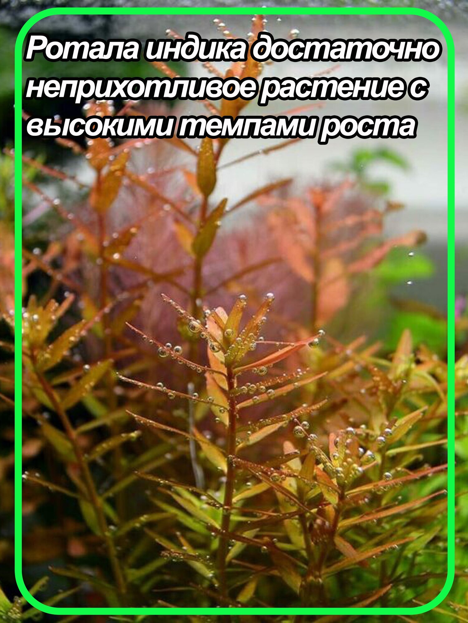 Ротала Индика, Ротала индийская, (Rotala indica). 2 веточки - фотография № 3