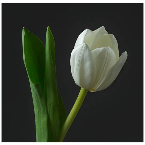 Белый тюльпан (штучно) на 8 марта