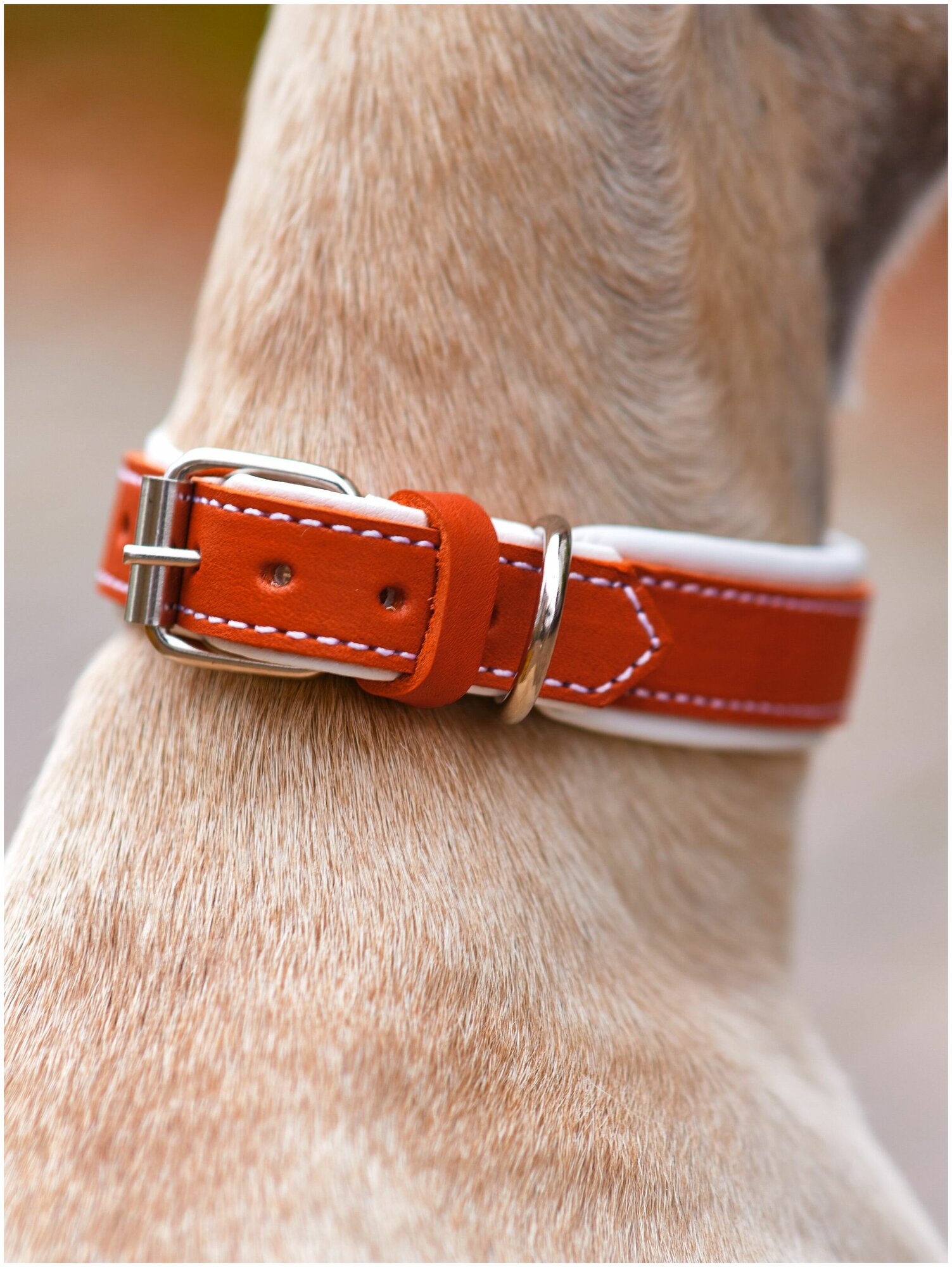 Кожаный ошейник для собак / Оранжевый 40 см / Обхват шеи 30-37 см - фотография № 4