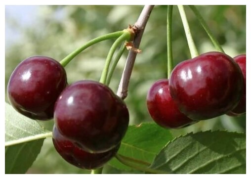 Вишня Любимица Саженец плодовых деревьев