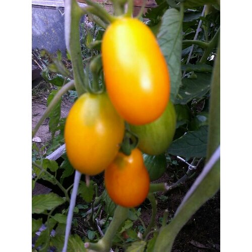 Коллекционные семена томата Бал цветов жёлтый бал цветов