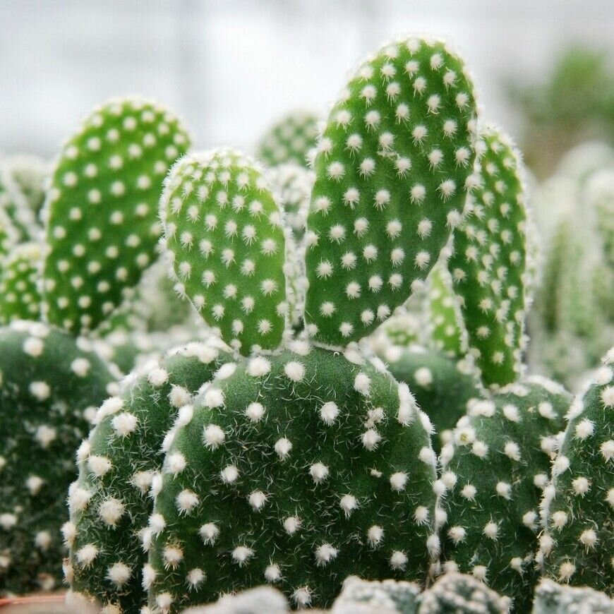 Опунция микродазис или мелковолосистая альба (Opuntia microdasys alba) D5см