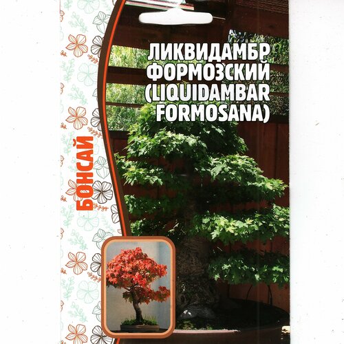 Бонсай, Ликвидамбр Формозский / Liquidambar formosana, комнатный многолетник ( 1 уп: 10 семян ) трициртис формозский